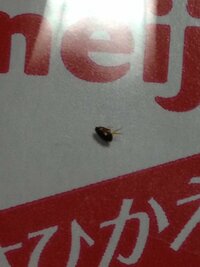 ダニは空を飛びますか ノミは空を飛びますか ゴキブリみたいに飛びますか 羽は Yahoo 知恵袋