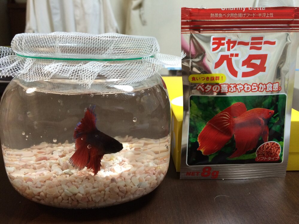 今日ホームセンターで熱帯魚のベタを購入しました ひとまずは100 Yahoo 知恵袋