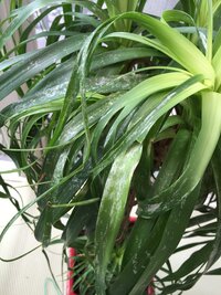 観葉植物のポニーテールの葉が写真のように白くなっています よく見たところ黒 Yahoo 知恵袋