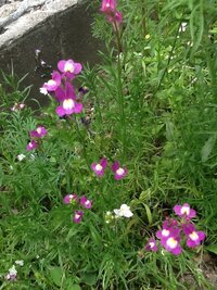 ネメシアの花がら摘みの方法を教えて下さい 初めてネメシアを育て始めた Yahoo 知恵袋