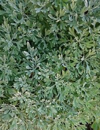 庭に春菊のような葉っぱが生えていて どんどん繁殖しています 知り Yahoo 知恵袋