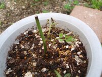 バラの挿し木についてです 植木鉢に挿してから現在２週間なのですが 挿 Yahoo 知恵袋