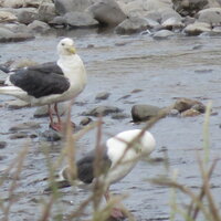 唐辛子をカラスやかもめやトンビが食べるとどうなりますか 唐辛子は栄 Yahoo 知恵袋
