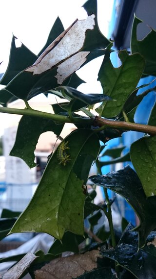 ヒイラギに着いた虫の駆除について画像の虫がついております 刺されると電気 Yahoo 知恵袋