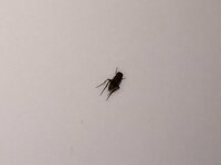 これってゴキブリの子供ですか サイズが小さいし いっぱいいるしキモいんですけどな 教えて 住まいの先生 Yahoo 不動産