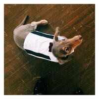 ローラのブログでモカちゃんが着ている犬服って どこで買えますか Yahoo 知恵袋