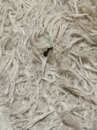 黒アリの羽アリが数時間のうちに匹以上大量発生しました 原因は何でしょう Yahoo 知恵袋