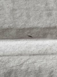 この虫何でしょうか 潰してしまったのですが5ミリくらいで細長い黒い虫です Yahoo 知恵袋