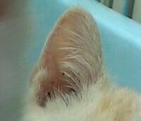 猫の耳のよごれについて この黒い点々 耳ダニいるでしょうか Yahoo 知恵袋