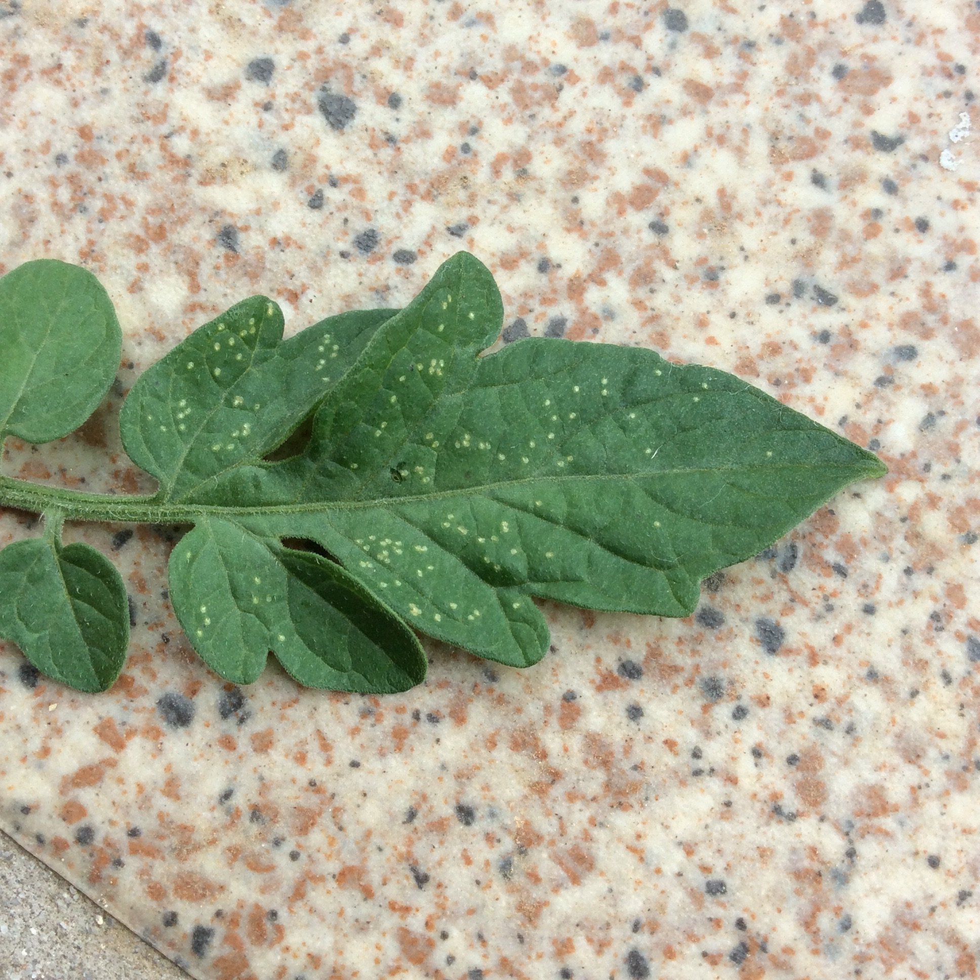 トマトの葉につぶつぶの白い点が 虫 または虫の卵 か 病気でしょうか 対処 Yahoo 知恵袋