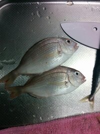 家族と海釣りに行ってきたのですが画像の小さい鯛のような魚が釣れた Yahoo 知恵袋