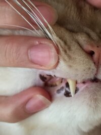 飼い猫の肉球 鼻 口などに黒いシミのようなものがたくさんついています 知 Yahoo 知恵袋