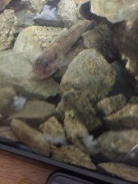 地元の海でハゼを釣ったんですけど 種類が分かりません ハゼ Yahoo 知恵袋