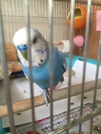 セキセイインコの脚の壊死について質問です 一歳半のセキセイインコを飼ってい Yahoo 知恵袋