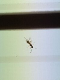 部屋に2から4ミリくらいの黒い蟻みたいな虫が飛んでて 殺したらなんか針がつ Yahoo 知恵袋