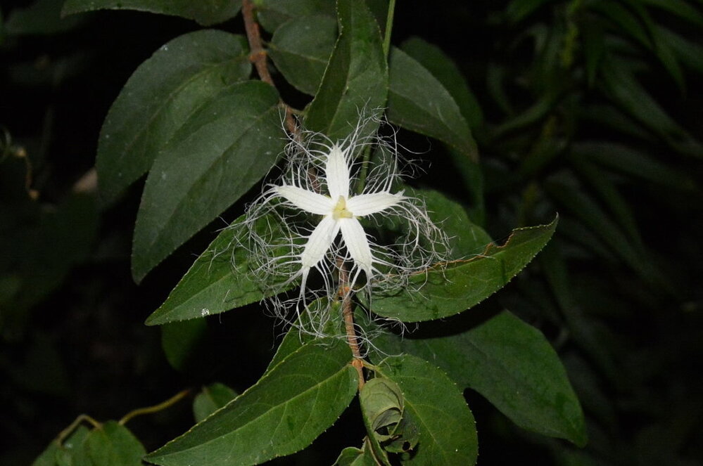 カラスウリの花ですがこの写真は雄雌どっちでしょうか 雌花だ Yahoo 知恵袋