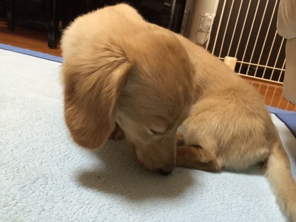 イヌ 愛犬が気が狂ったように左後ろ足を噛んだり舐めたり ずーっとしています