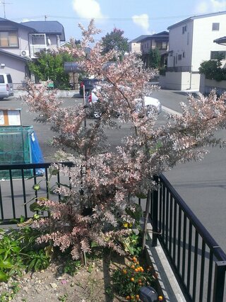 画像 ミモザ 枯れる 誕生 日 ライン 友達