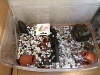 冬のサワガニの飼育について 詳しい方お願いします 今年の七月からサワ Yahoo 知恵袋