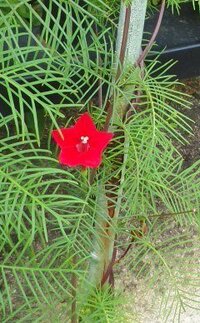 ツル植物で赤い小さな花を咲かせたこれの名前をおしえてください ルコウ Yahoo 知恵袋