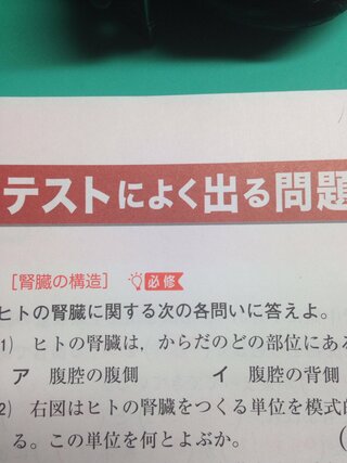 生物基礎の腎臓と肝臓の位置について質問です 腎臓も肝臓も腹腔の背側にあると Yahoo 知恵袋