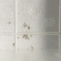 メダカの卵が孵化せず かれこれ成長がとまってしまったようなのがあり Yahoo 知恵袋