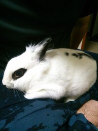 ウサギの抱っこ嫌いは治りますか 先月元飼い主さんの事情で１歳 Yahoo 知恵袋