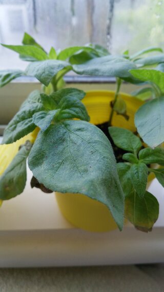 100以上 植物 赤い虫 誕生 日 ライン 友達