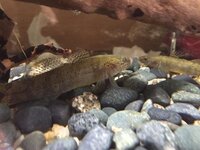 今日捕まえたんですが この川魚はウキゴリですか 初めてとった種類なの Yahoo 知恵袋