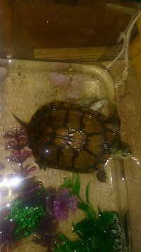 飼っているカメが半年何も食べないのですが大丈夫なんでしょうか もう春なの Yahoo 知恵袋