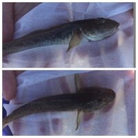 何という魚でしょうか 北海道の石狩湾で釣りました 食べれますか 美味しいで Yahoo 知恵袋