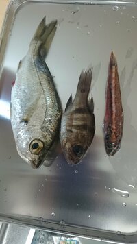 魚の名前が分かりません 鹿児島の錦江湾で投げ釣り 餌はゴカイ 特 Yahoo 知恵袋