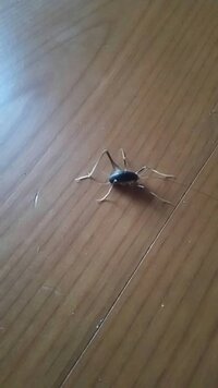 花壇を作りました 黒土が栄養があるとのことで黒土を入れたのですが水はけが悪い Yahoo 知恵袋