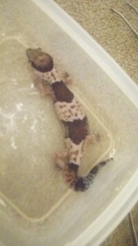 2週間入院します 飼い猫が心配 T T 今度 手術のため2週間入院予 Yahoo 知恵袋