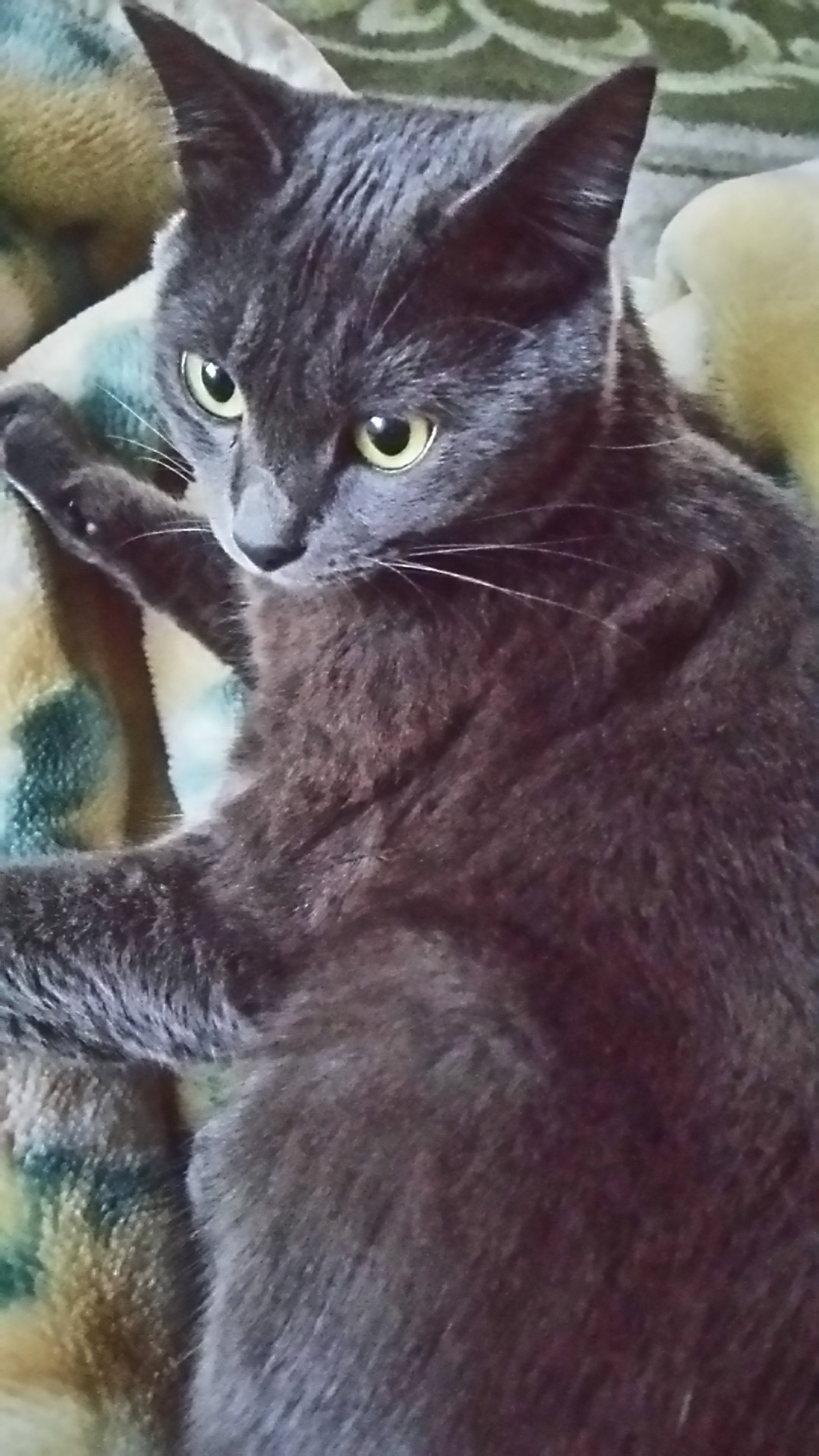 家にはグレーの毛の猫がいます。捨て猫で家に転がり込んできたので飼 