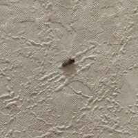 家のトイレの壁に4mmくらいの茶色い毛虫がいました この虫の名前がわかる方 Yahoo 知恵袋