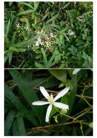 花弁５枚の白い花を付けたつる状の植物が 京都府南部の川の土手の Yahoo 知恵袋
