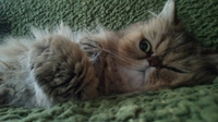 ペルシャ猫の体重 我が家のペルシャですが １年半の雌で2 6しかありま Yahoo 知恵袋