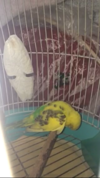 家で飼っているセキセイインコがダニにかかってしまい病院に連れていき注射をし Yahoo 知恵袋
