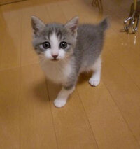 浅見光彦52のエンディングテーマは 誰が歌っていたのですか Htt Yahoo 知恵袋