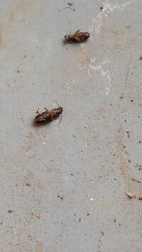 この虫は何て言う虫でしょうか １週間くらい前から毎日マンションの玄関前に大量発生 教えて 住まいの先生 Yahoo 不動産