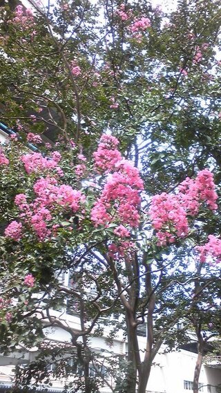 堤防の遊歩道の木に花が咲いてました ピンクの花の木やもうちょっと Yahoo 知恵袋