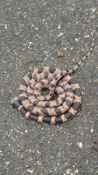 家の近くで キレイにとぐろを巻いてる蛇を発見 でも見た事ない蛇 Yahoo 知恵袋