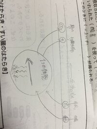 今は中学二年です 理科の吸収された養分の利用についてですが 血液の流れ肺へ Yahoo 知恵袋