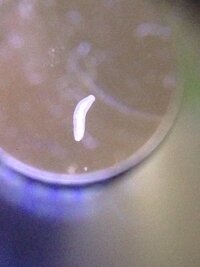 水槽を一から立ち上げた場合 全て新品 微生物は空気中に舞って Yahoo 知恵袋