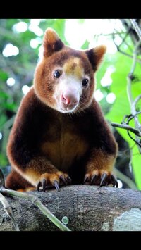 学校で熱帯雨林の動物について調べるのですが 私はキノボリカンガル Yahoo 知恵袋