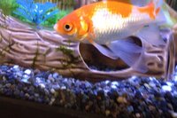 金魚が水槽から飛び出て床に落ちてしまいました どれくらいの時間 Yahoo 知恵袋