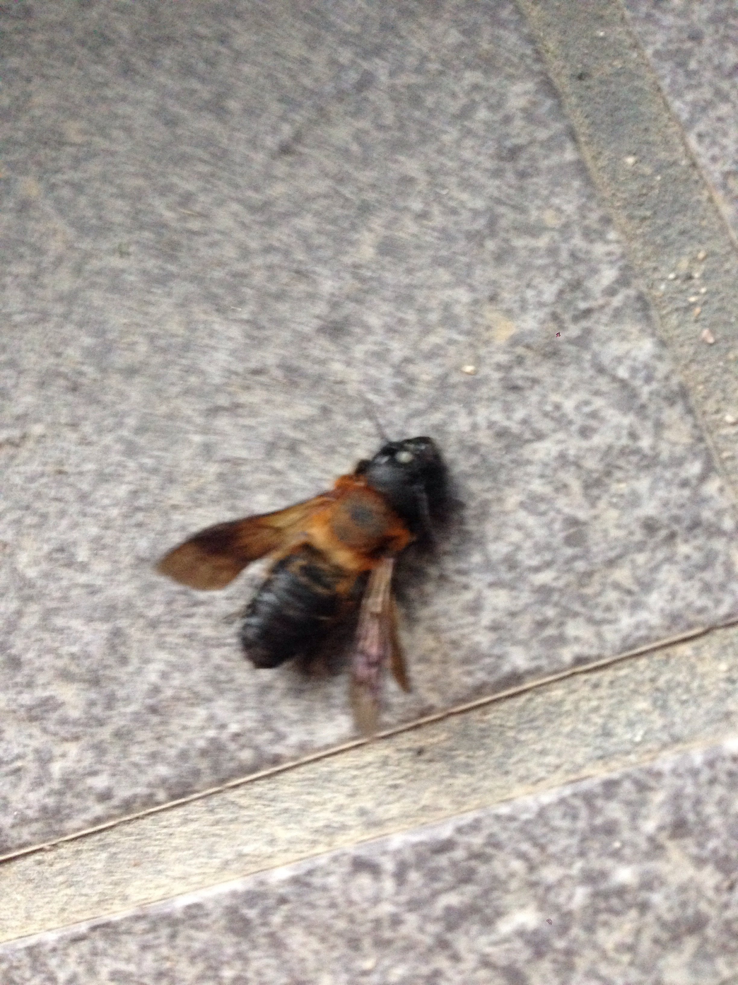 先ほど画像の蜂に刺されました 刺されたところを見てみましたが 針のようなも Yahoo 知恵袋