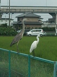 この グレーの鳥は アオサギ で合ってますか シラサギと仲良くず Yahoo 知恵袋