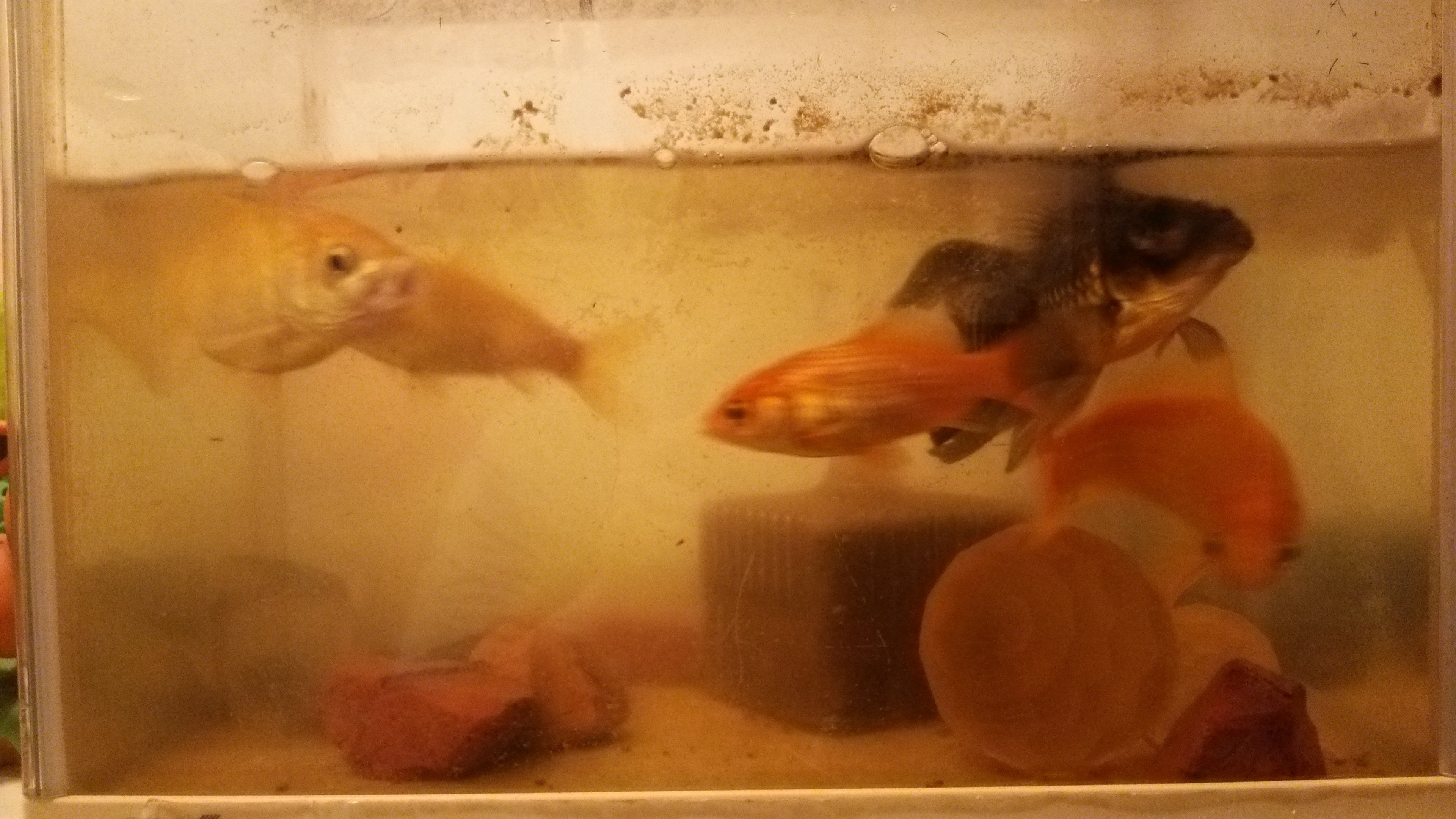 金魚の飼育について質問です 先日熱帯魚を飼っている友人が我が家に遊びに来た Yahoo 知恵袋